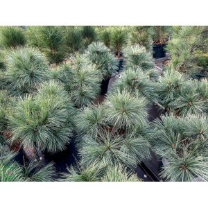 Borovica hladká (Pinus strobus) ´BLUE SHAG´ – výška 20-30 cm, Ø 20-30 cm, kont. C7.5L